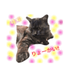 かわいい猫 ふぅ＆みぃ（個別スタンプ：5）