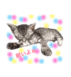 かわいい猫 ふぅ＆みぃ（個別スタンプ：6）
