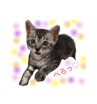 かわいい猫 ふぅ＆みぃ（個別スタンプ：9）