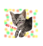 かわいい猫 ふぅ＆みぃ（個別スタンプ：11）