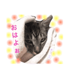 かわいい猫 ふぅ＆みぃ（個別スタンプ：16）