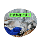 babuthan-1（個別スタンプ：2）
