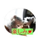 babuthan-1（個別スタンプ：3）
