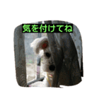 babuthan-1（個別スタンプ：4）