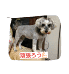 babuthan-1（個別スタンプ：15）