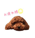 toy poodle Kiki 1（個別スタンプ：1）