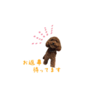 toy poodle Kiki 1（個別スタンプ：2）