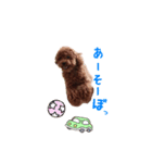 toy poodle Kiki 1（個別スタンプ：3）