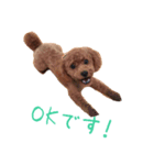 toy poodle Kiki 1（個別スタンプ：4）