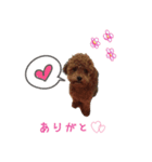toy poodle Kiki 1（個別スタンプ：5）