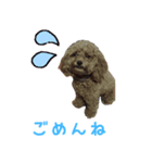 toy poodle Kiki 1（個別スタンプ：7）