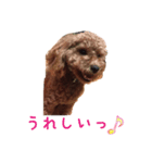 toy poodle Kiki 1（個別スタンプ：8）