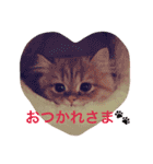 うちのねこ@ししまる×ココちゃん（個別スタンプ：1）