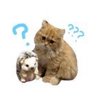 うちのねこ@ししまる×ココちゃん（個別スタンプ：2）
