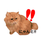 うちのねこ@ししまる×ココちゃん（個別スタンプ：4）