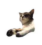 不思議な愛猫 フーちゃん❤︎（個別スタンプ：7）