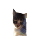 不思議な愛猫 フーちゃん❤︎（個別スタンプ：8）