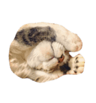不思議な愛猫 フーちゃん❤︎（個別スタンプ：10）