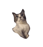 不思議な愛猫 フーちゃん❤︎（個別スタンプ：12）