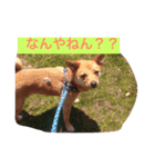 ハッピーわんこいちくん（個別スタンプ：1）
