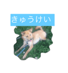 ハッピーわんこいちくん（個別スタンプ：2）