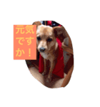 ハッピーわんこいちくん（個別スタンプ：8）