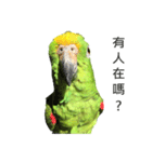 the cutest BIRD in the 21st century（個別スタンプ：2）