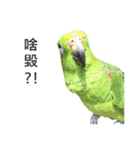 the cutest BIRD in the 21st century（個別スタンプ：7）