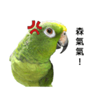 the cutest BIRD in the 21st century（個別スタンプ：8）