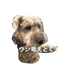 ウェルシュテリア・彼女の名前ははる（個別スタンプ：4）