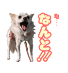 小梅な毎日♪（個別スタンプ：16）