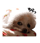 小梅な毎日♪（個別スタンプ：21）
