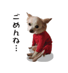 小梅な毎日♪（個別スタンプ：36）