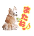 小梅な毎日♪（個別スタンプ：39）