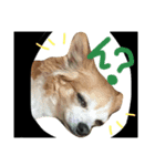 チワワのサクラ（個別スタンプ：2）