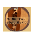 チワワのサクラ（個別スタンプ：6）