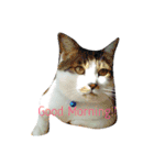 ~猫と犬の日々~（個別スタンプ：5）
