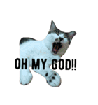 ~猫と犬の日々~（個別スタンプ：7）