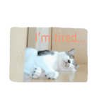 ~猫と犬の日々~（個別スタンプ：9）