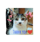 ~猫と犬の日々~（個別スタンプ：10）