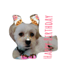 ~猫と犬の日々~（個別スタンプ：11）