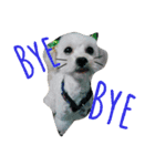 ~猫と犬の日々~（個別スタンプ：13）
