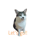 ~猫と犬の日々~（個別スタンプ：14）
