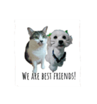 ~猫と犬の日々~（個別スタンプ：15）