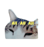 ~猫と犬の日々~（個別スタンプ：16）
