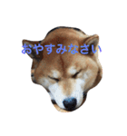 究極の癒しの柴犬（個別スタンプ：1）