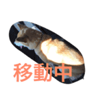 究極の癒しの柴犬（個別スタンプ：4）