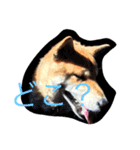 究極の癒しの柴犬（個別スタンプ：5）