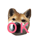 究極の癒しの柴犬（個別スタンプ：6）