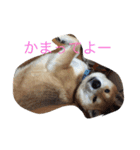 究極の癒しの柴犬（個別スタンプ：8）